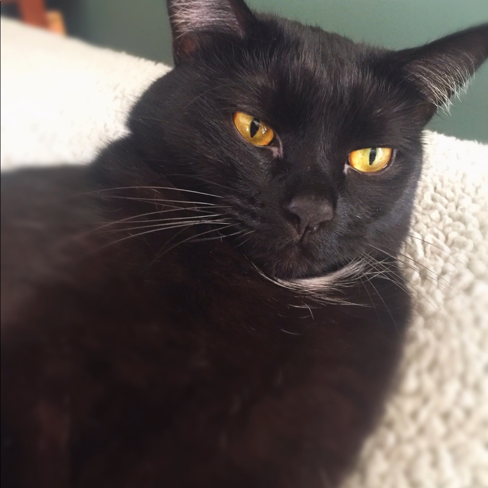 Meet your Posher, Ava